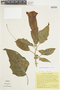 Brugmansia sanguinea image