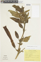 Brugmansia sanguinea image