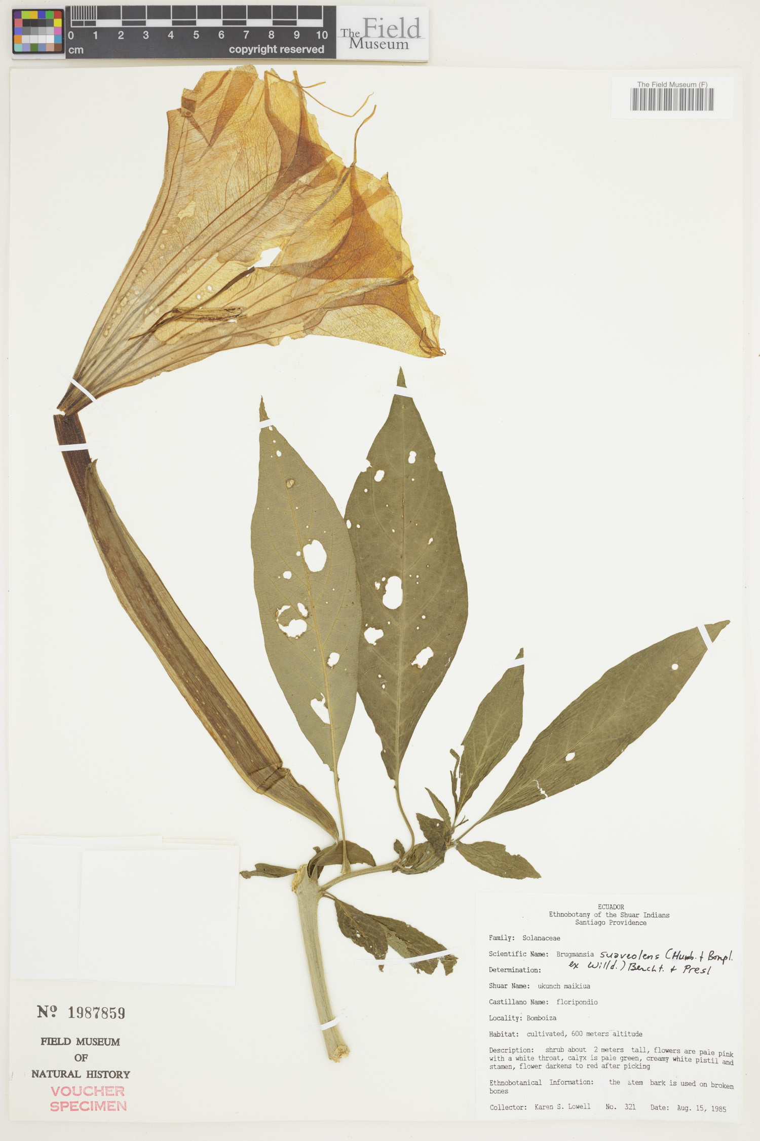 Brugmansia suaveolens image