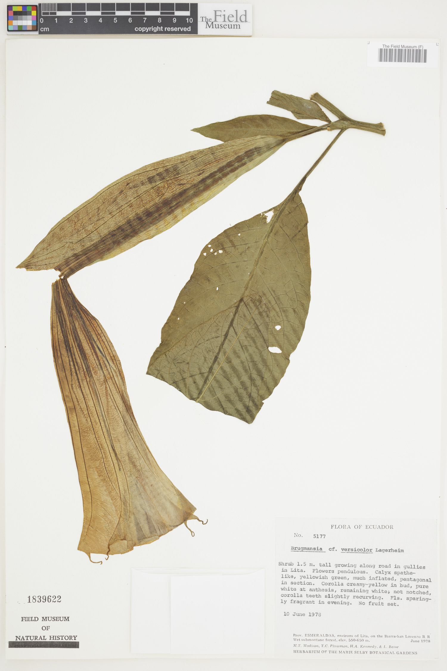 Brugmansia versicolor image
