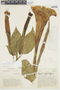 Brugmansia versicolor image