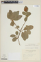 Brunfelsia australis image