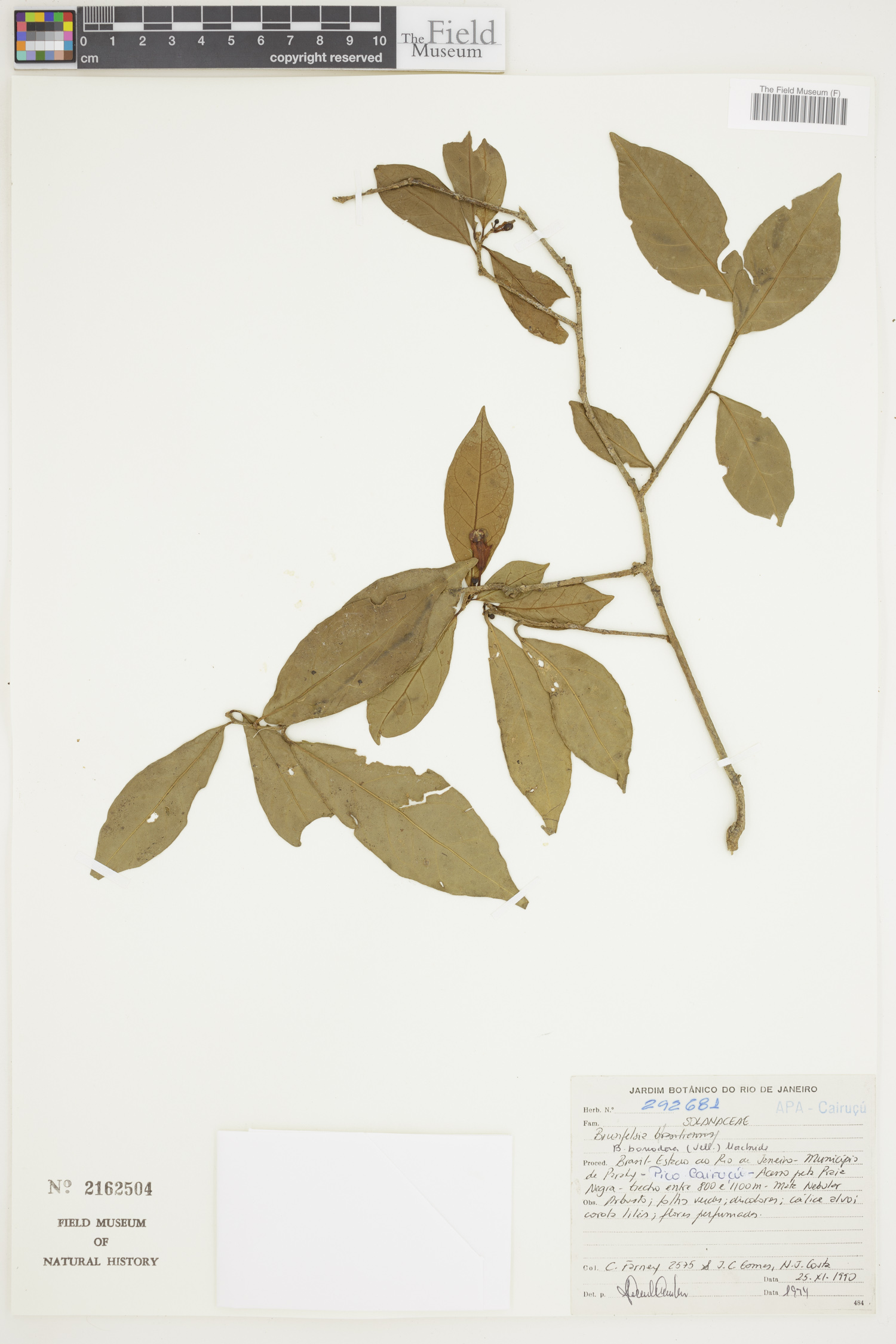 Brunfelsia bonodora image