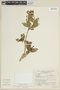 Brunfelsia brasiliensis image