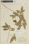 Brunfelsia brasiliensis image