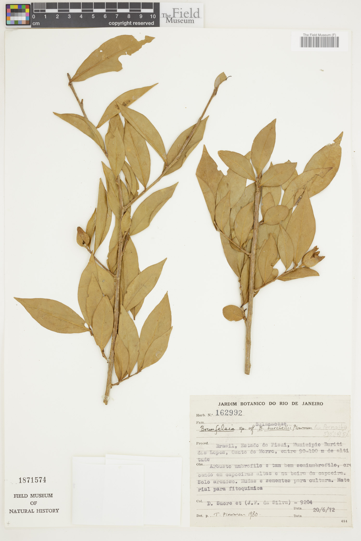Brunfelsia burchellii image