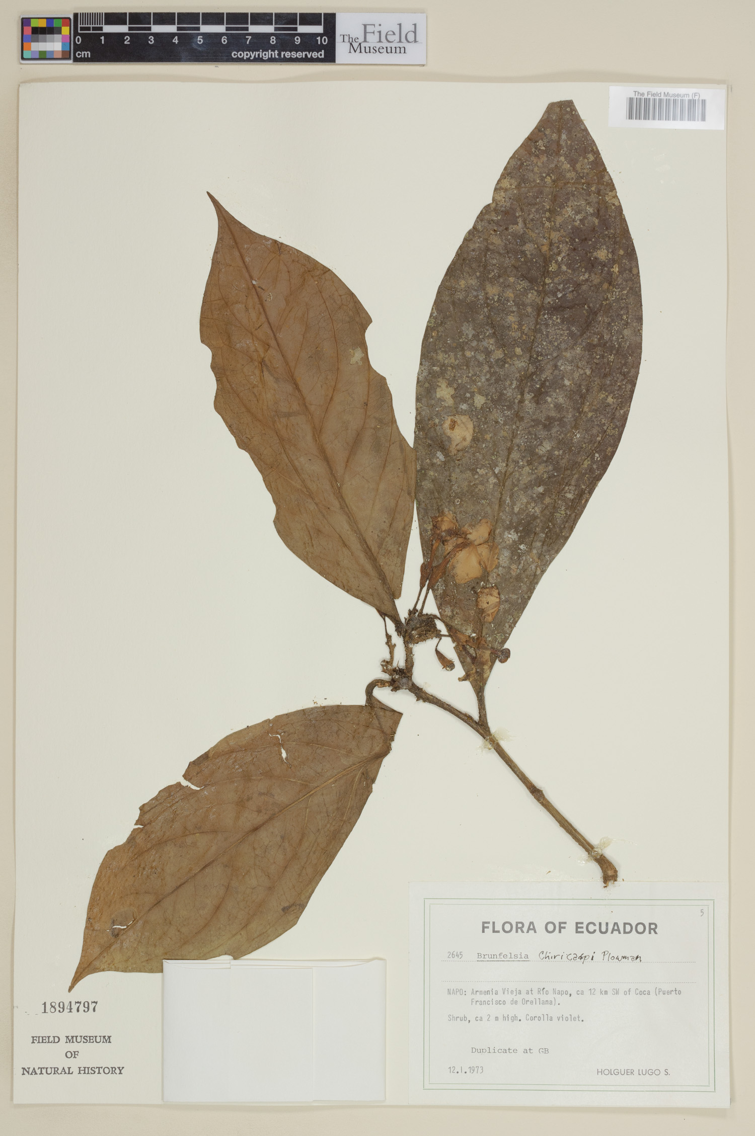 Brunfelsia chiricaspi image