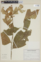 Brunfelsia chiricaspi image