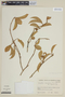 Brunfelsia clandestina image