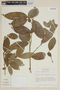 Brunfelsia clandestina image