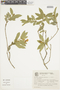 Brunfelsia cuneifolia image