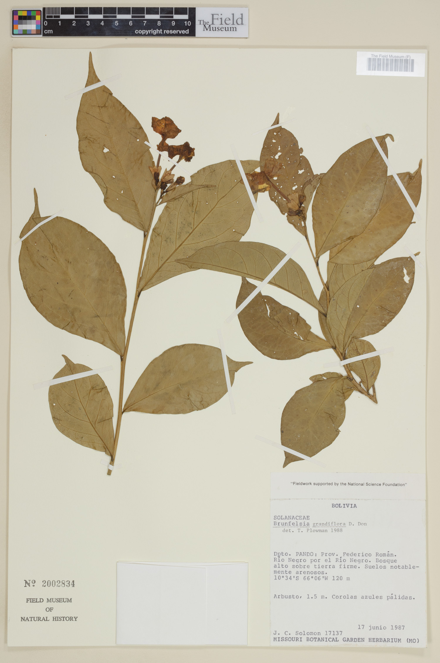 Brunfelsia grandiflora image
