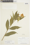 Brunfelsia grandiflora image