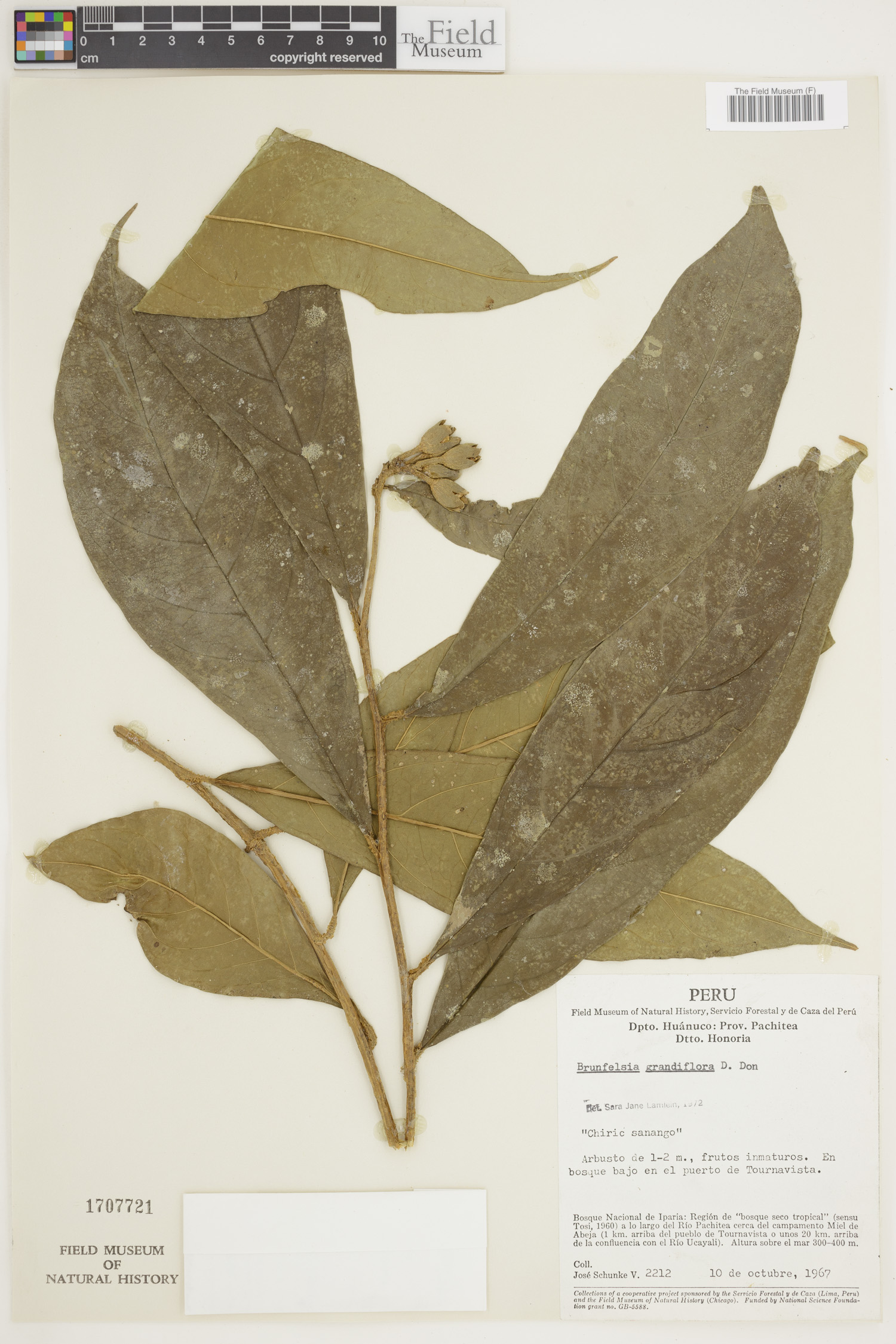 Brunfelsia grandiflora image