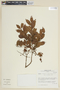 Psidium pedicellatum image