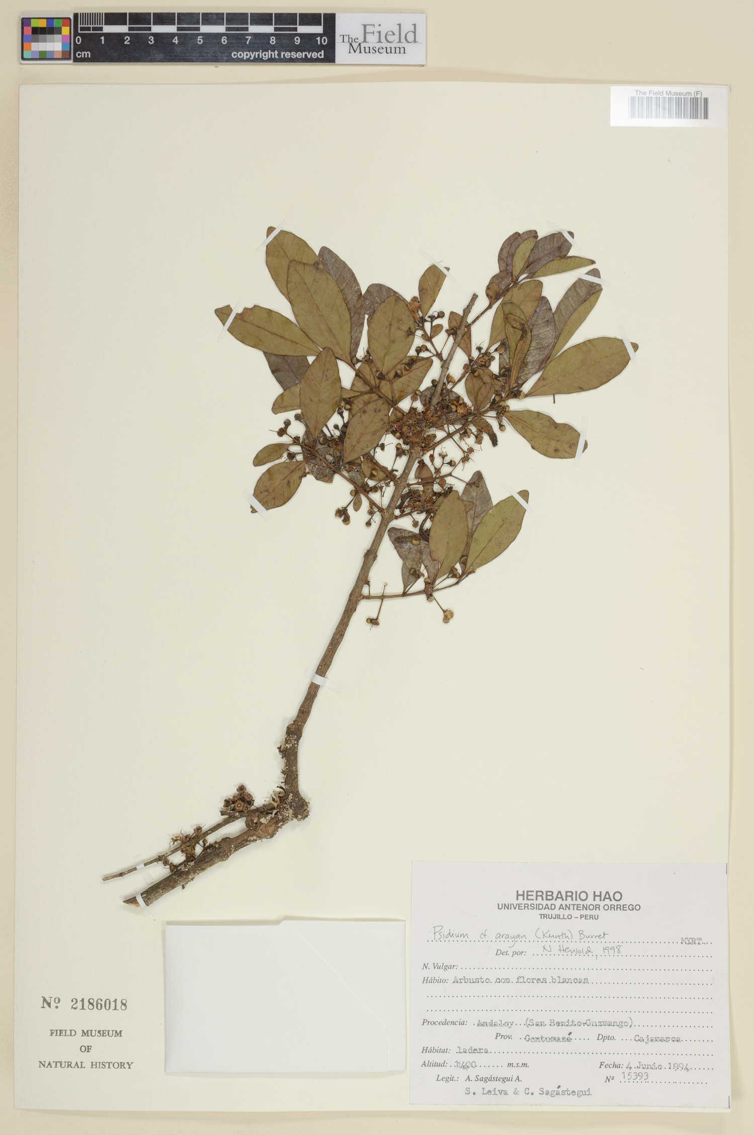 Psidium pedicellatum image