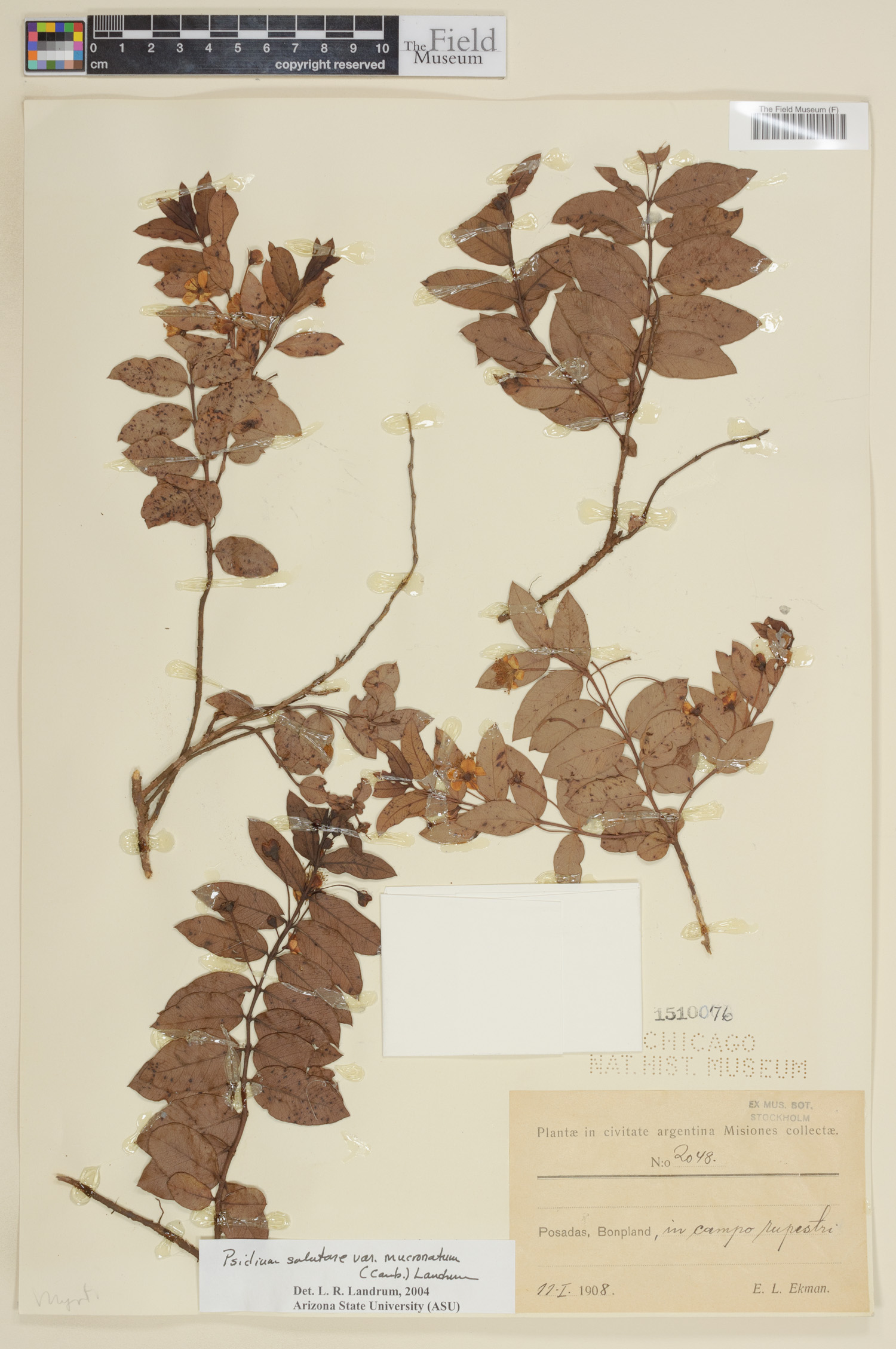 Psidium salutare var. mucronatum image