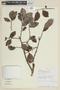 Psidium pedicellatum image