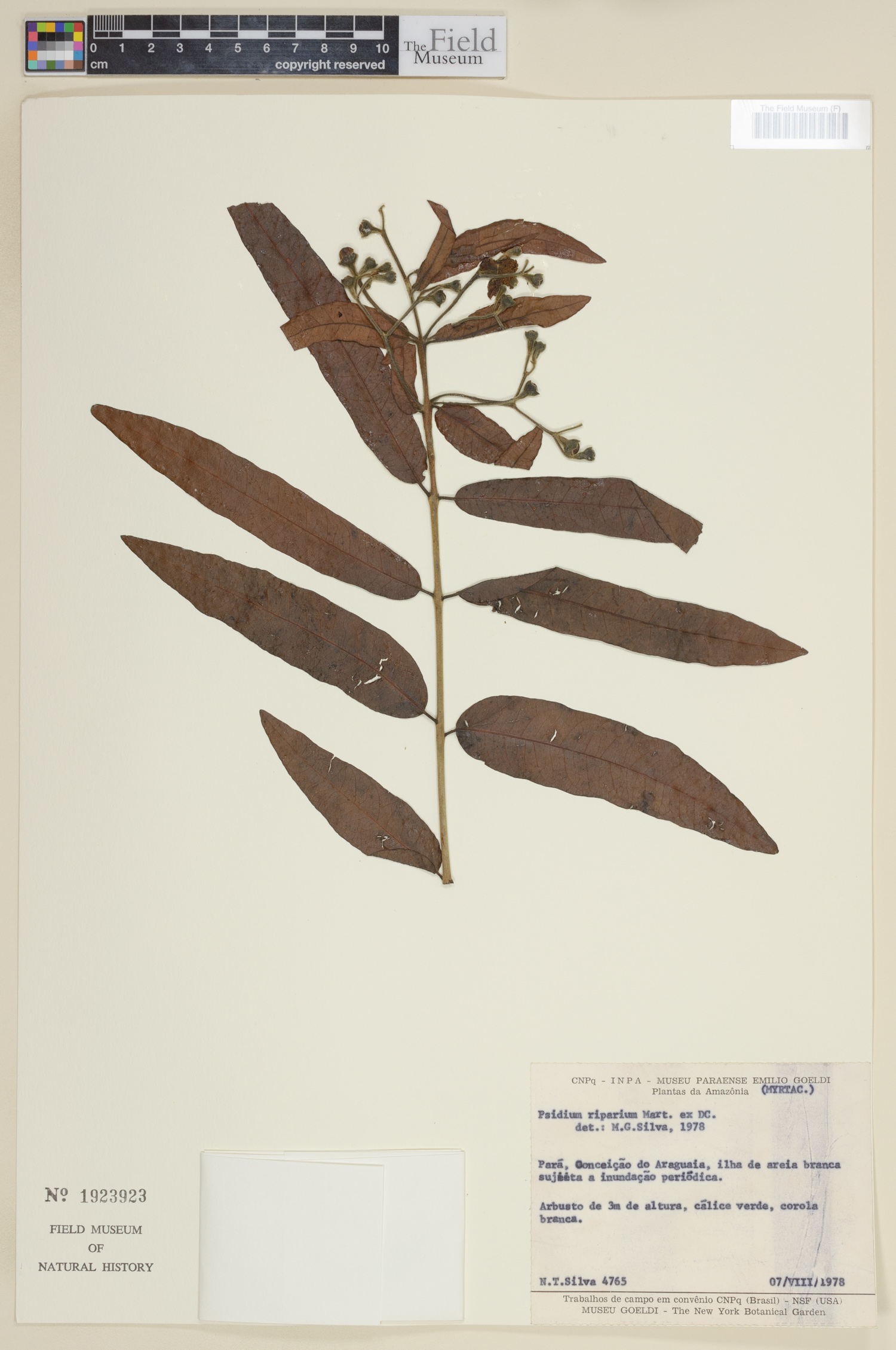 Psidium riparium image