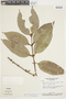 Siphoneugena densiflora image