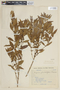 Myrciaria glanduliflora image