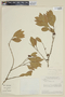 Myrciaria glanduliflora image