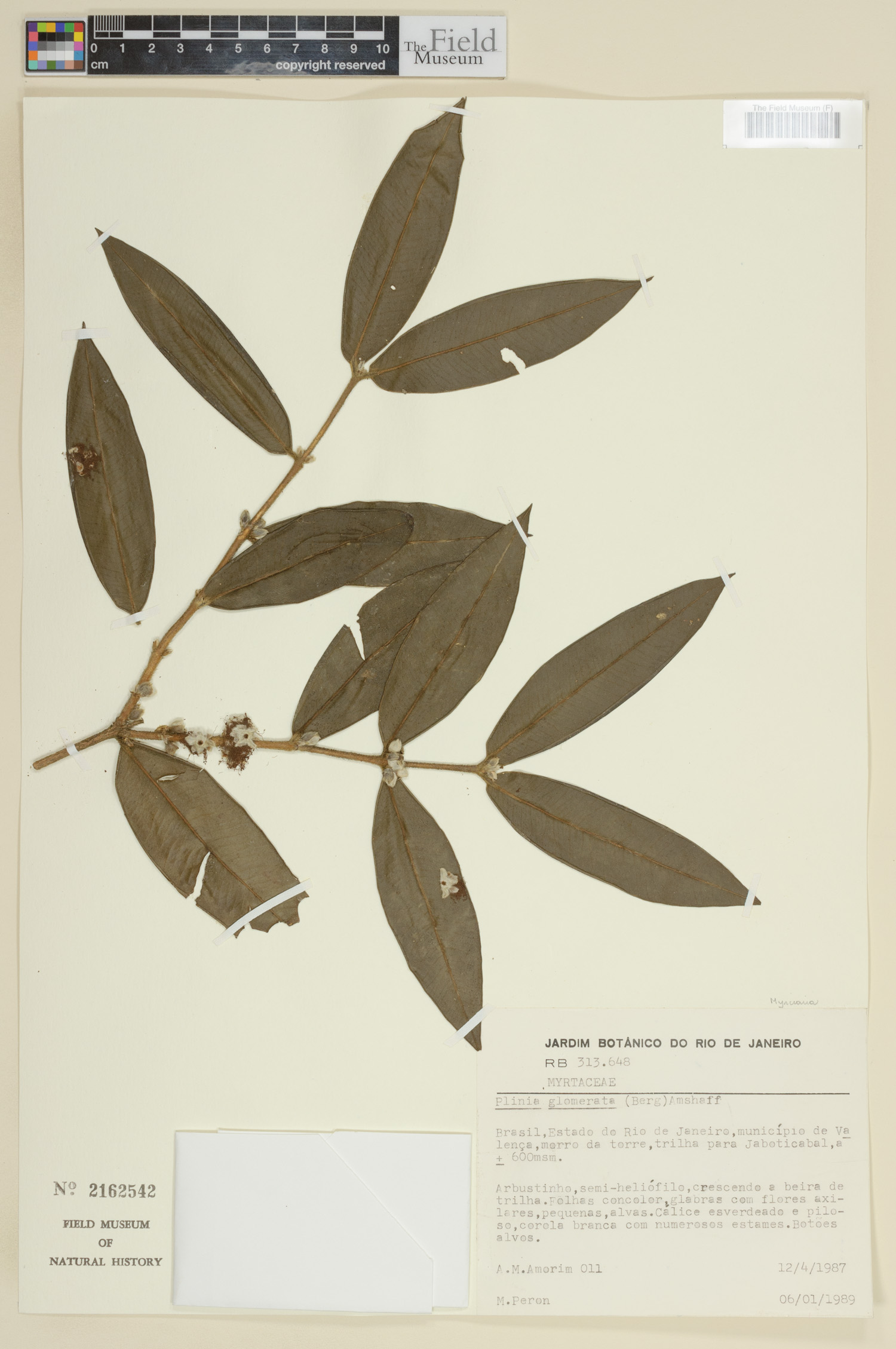 Myrciaria glomerata image