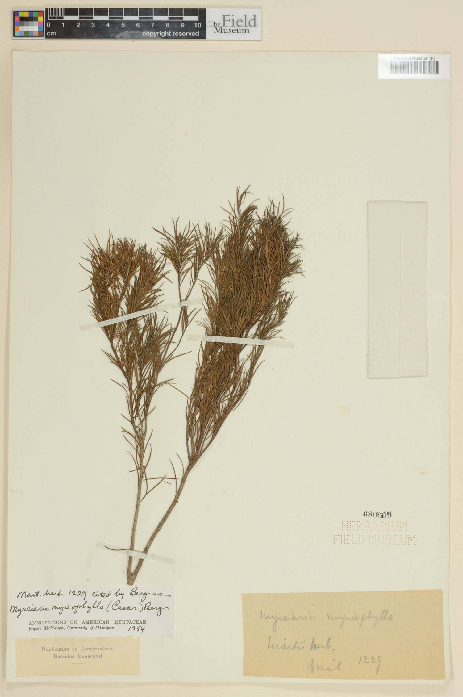 Myrciaria myriophylla image