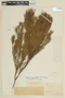 Myrciaria myriophylla image