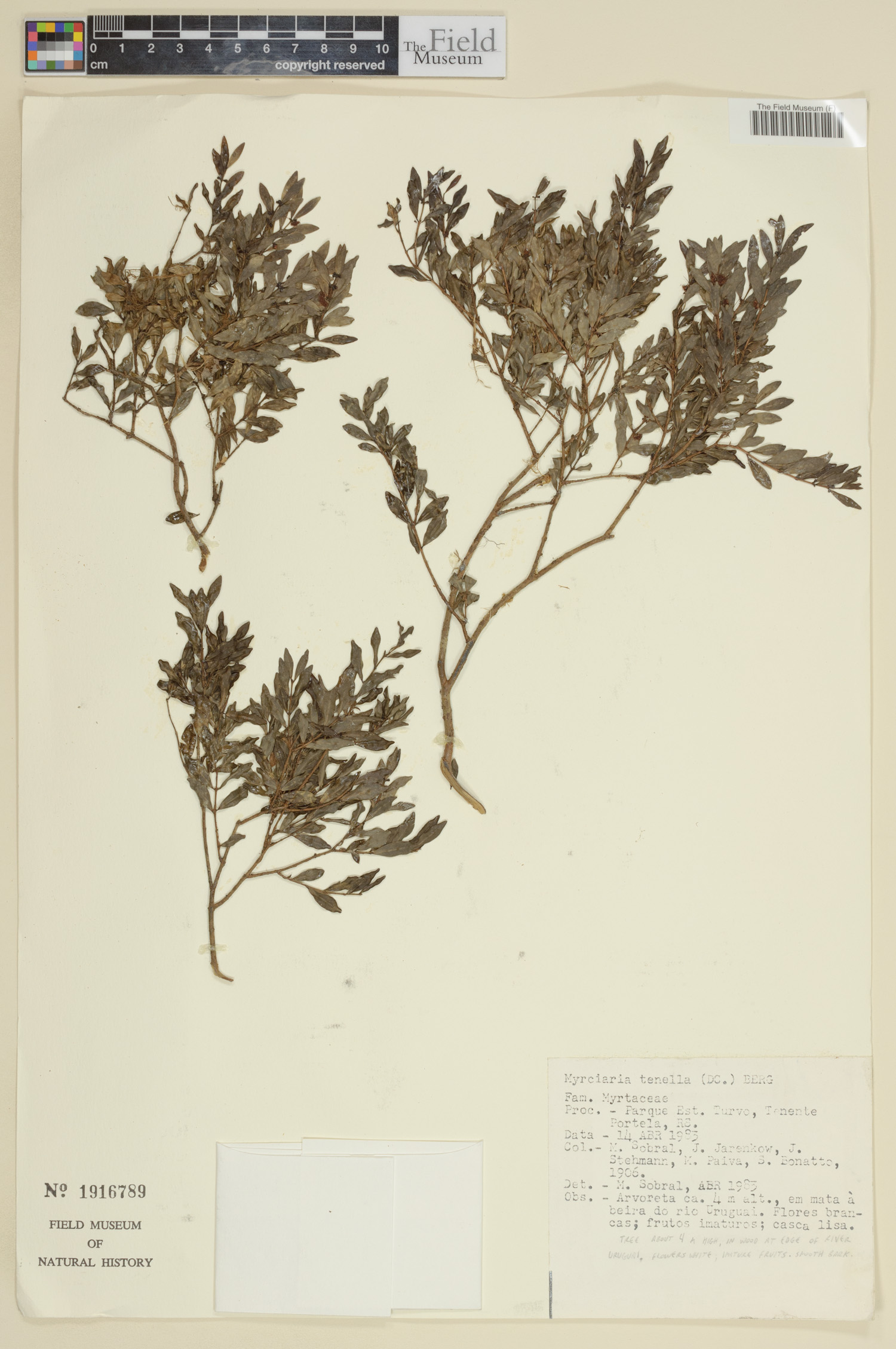 Myrciaria tenella image