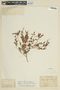 Myrciaria tenella image