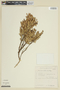 Myrciaria tenella image