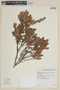 Myrteola phylicoides image