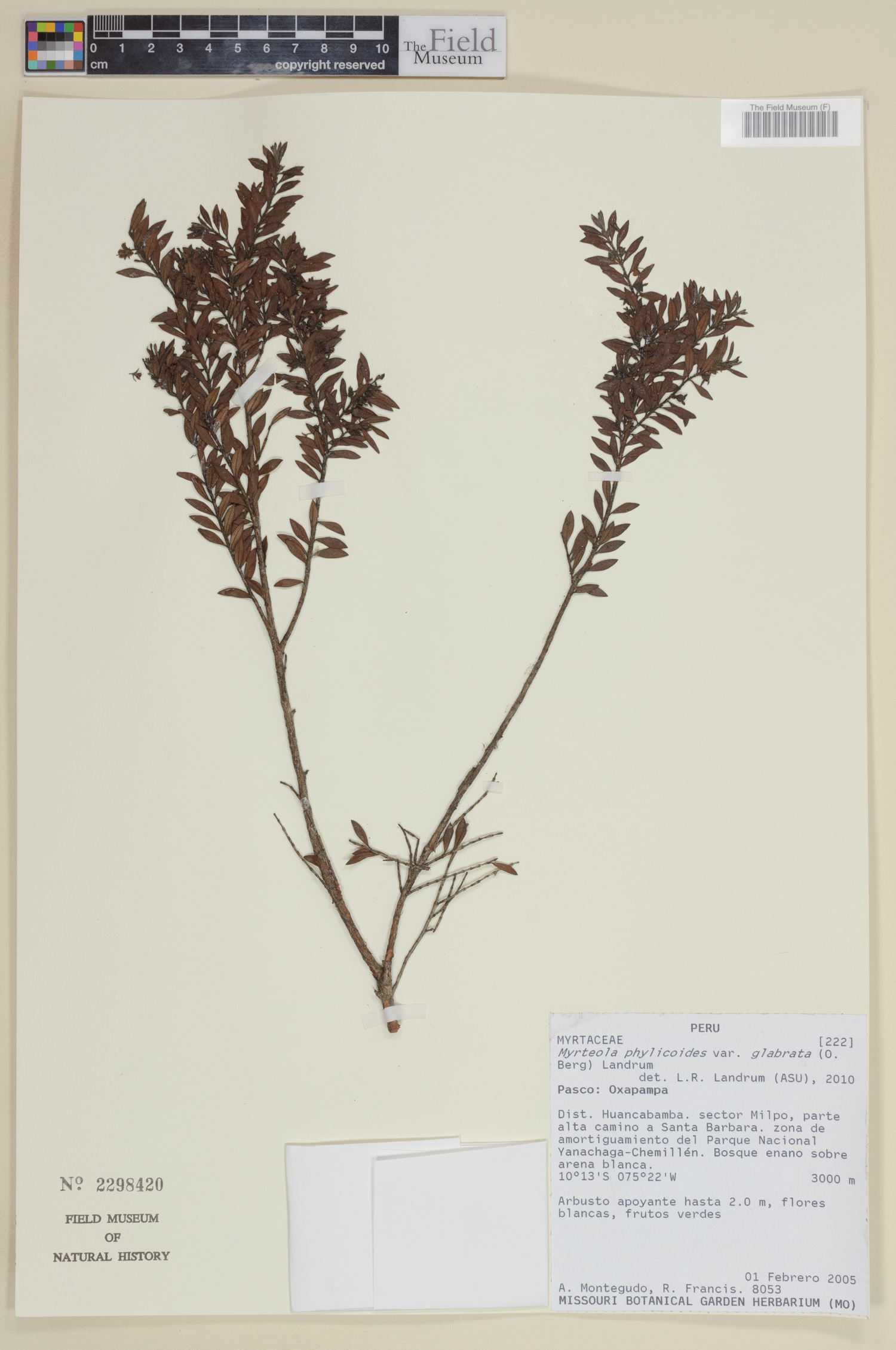 Myrteola phylicoides image
