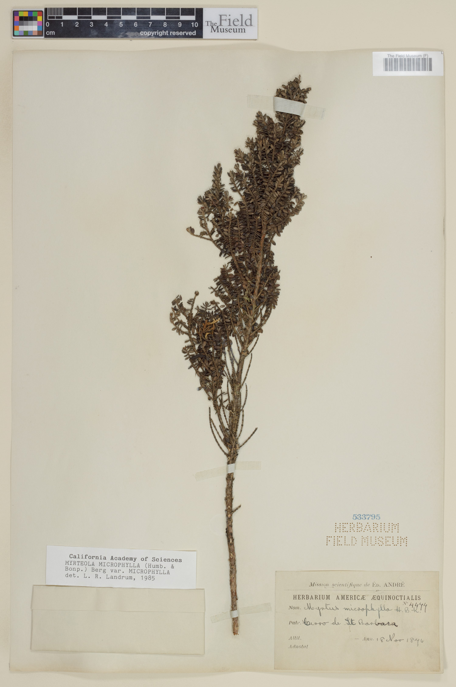 Myrteola phylicoides image