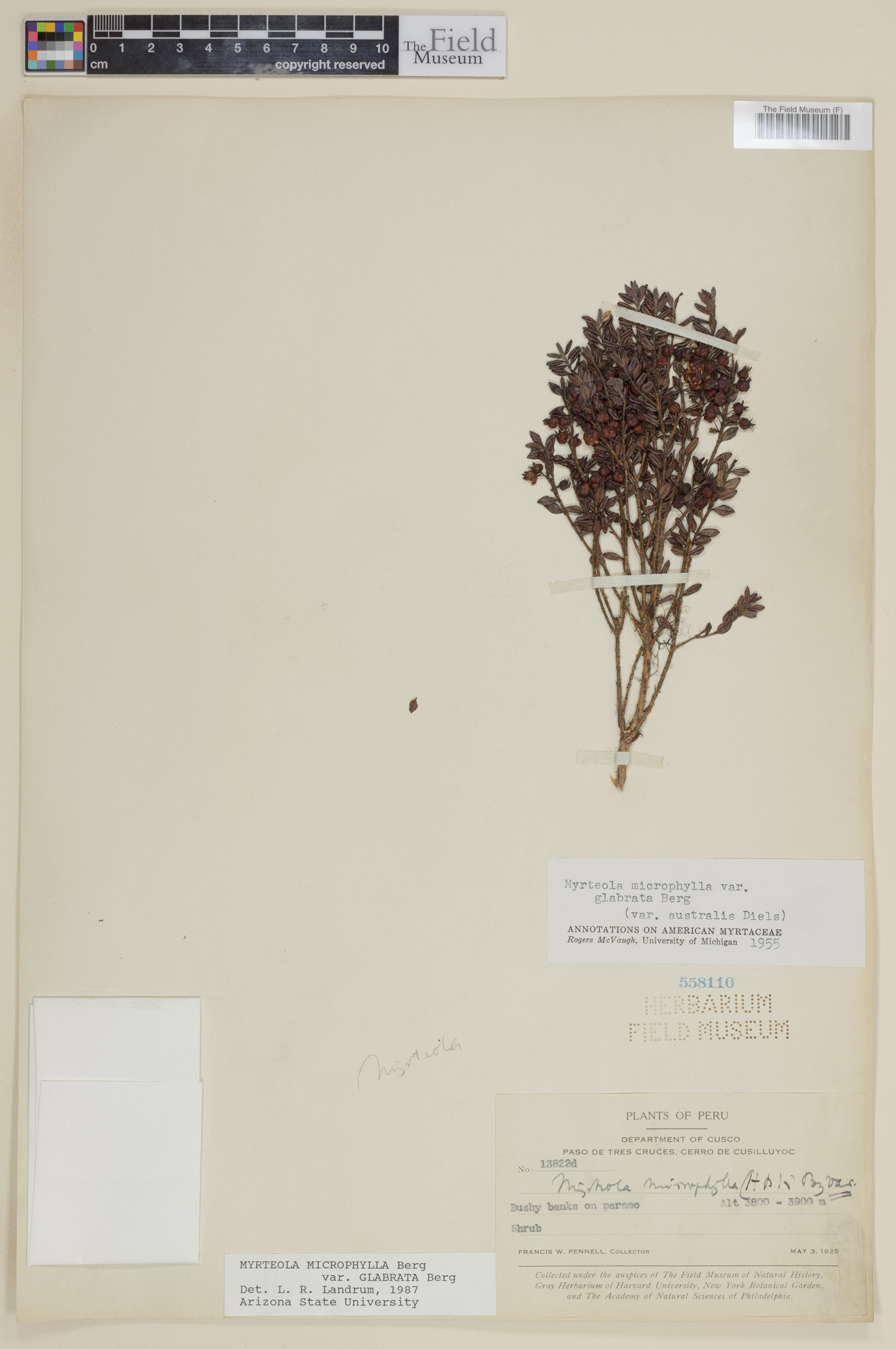 Myrteola microphylla var. glabrata image