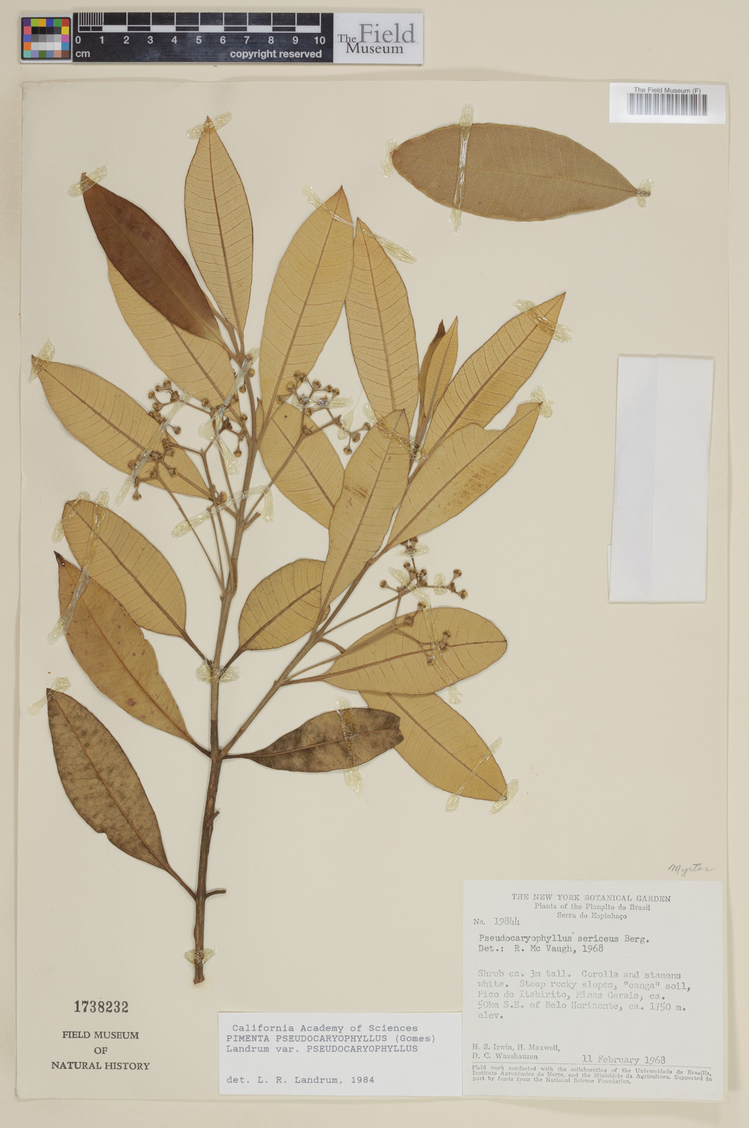 Pimenta pseudocaryophyllus image