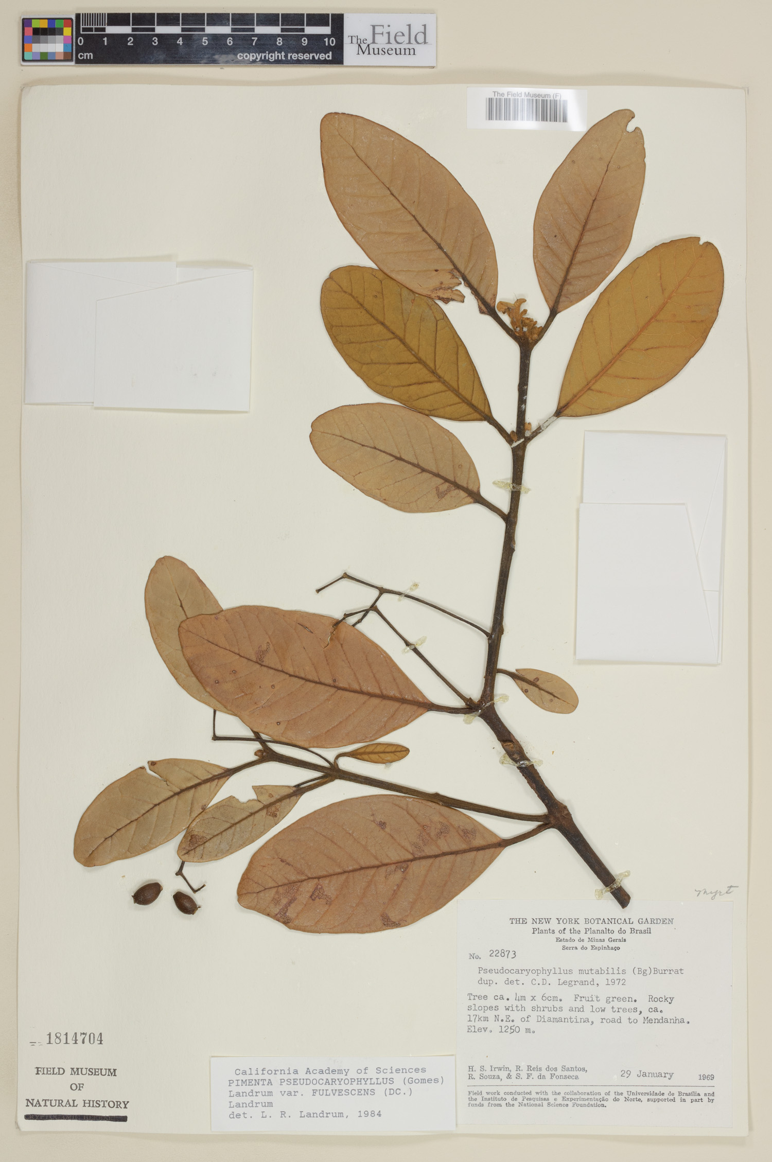 Pimenta pseudocaryophyllus var. fulvescens image
