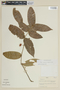 Plinia cordifolia image