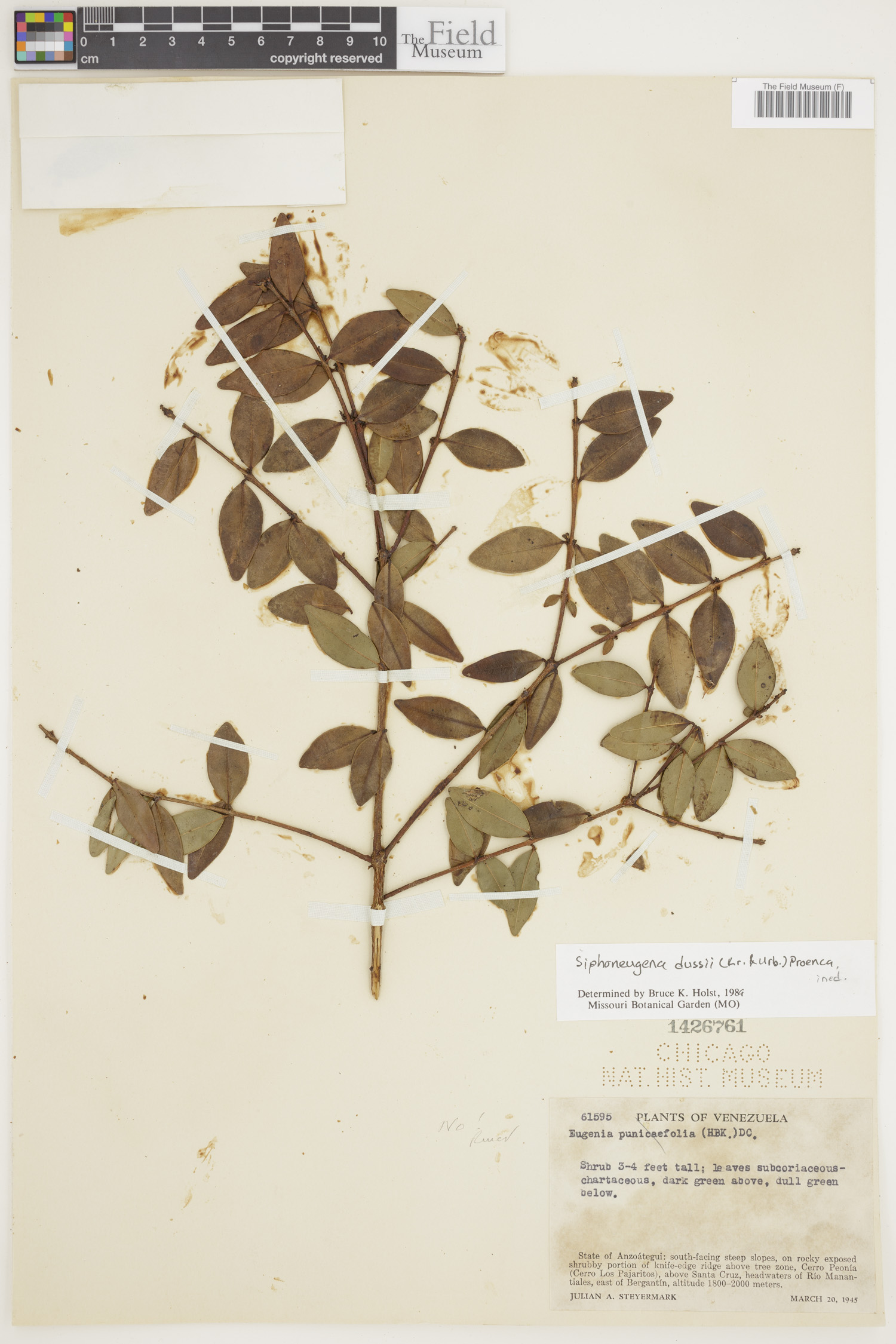 Siphoneugena dussii image