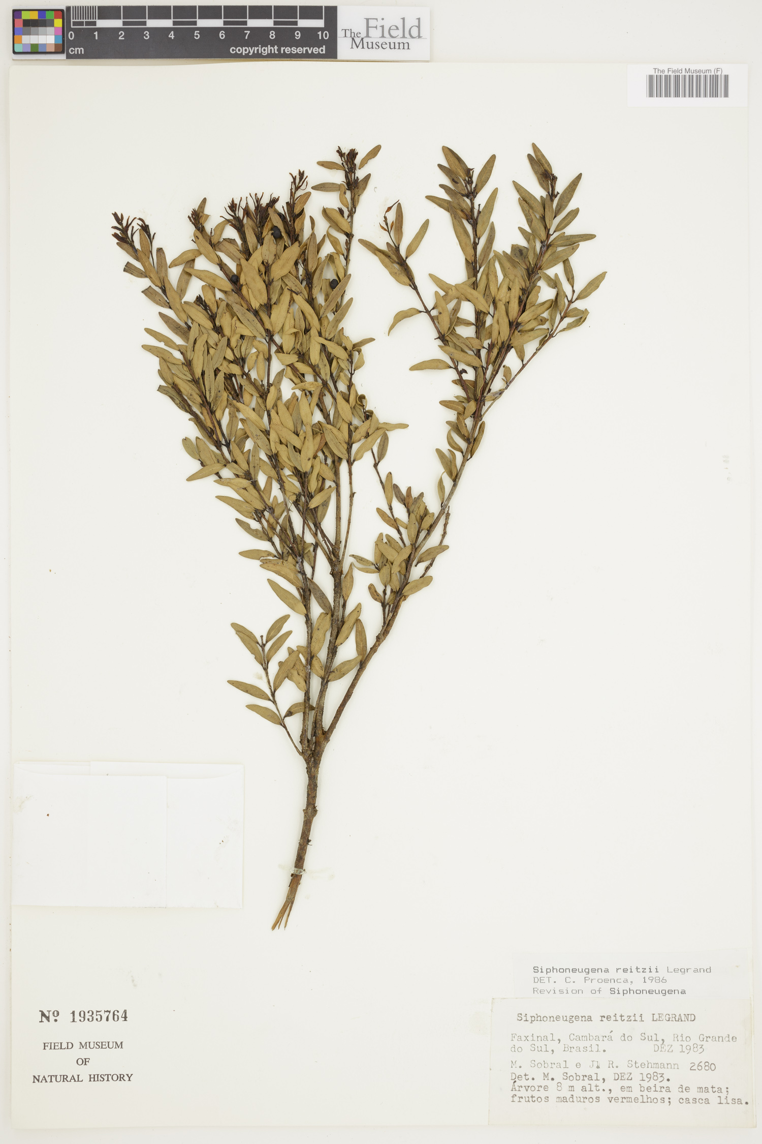 Siphoneugena image
