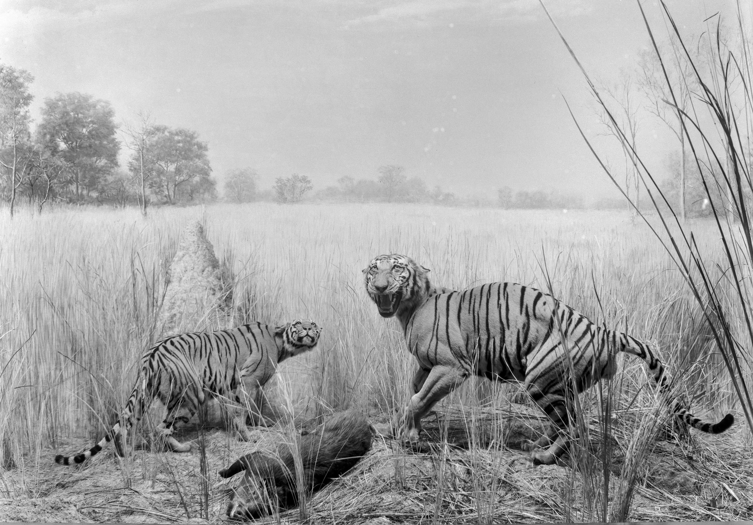 Panthera tigris image