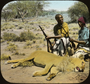 Edward Dodson's workers. 2 Somali men holding rifles with freshly killed lion.