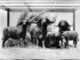 African [Cape] Buffalo group diorama with plant accessories by Carl Akeley. Syncerus caffer; Hall 22 Case 40; 4 adults, 1 young Zoology specimen 21148