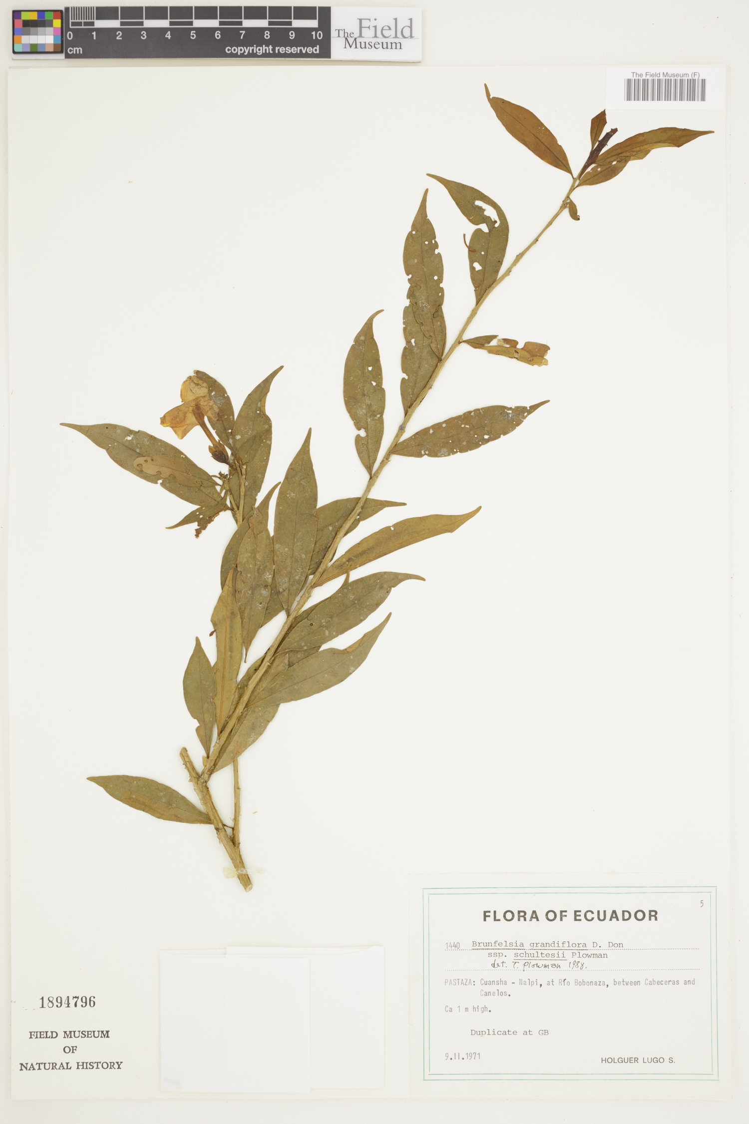 Brunfelsia grandiflora image