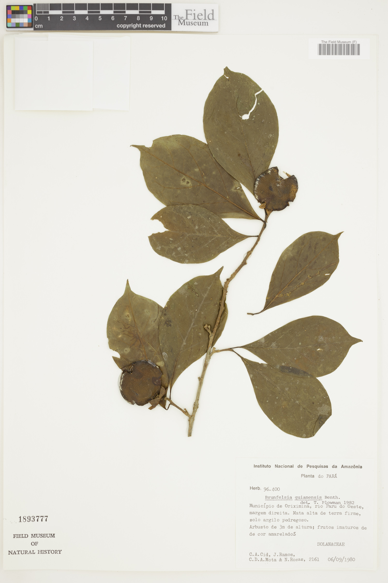 Brunfelsia guianensis image