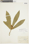 Brunfelsia hydrangeiformis image