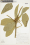 Brunfelsia hydrangeiformis image