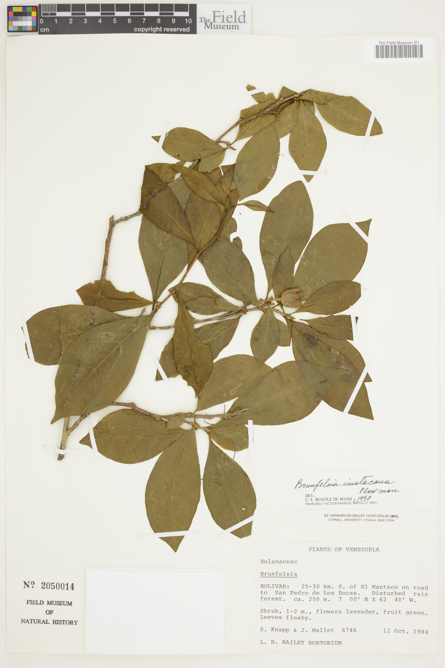 Brunfelsia imatacana image