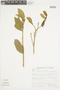 Brunfelsia latifolia image